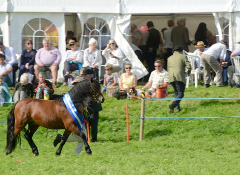 Reserve Supreme Champion at Chagford show