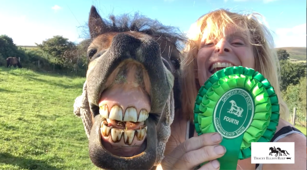 A short film clip. A fun time taking some of my ponies to the Dartmoor Pony Breed Show