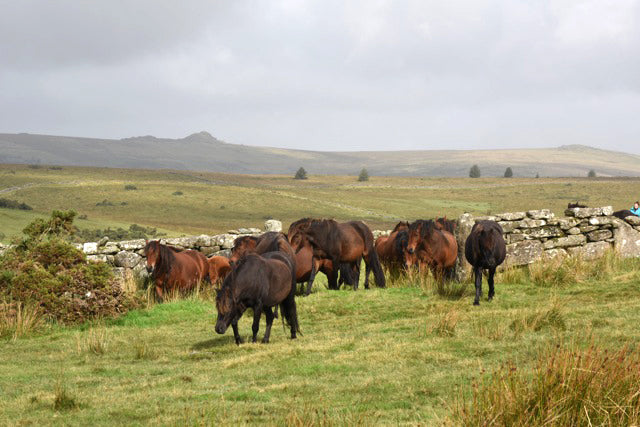 Dartmoor Ponies and Dartmoor Faces