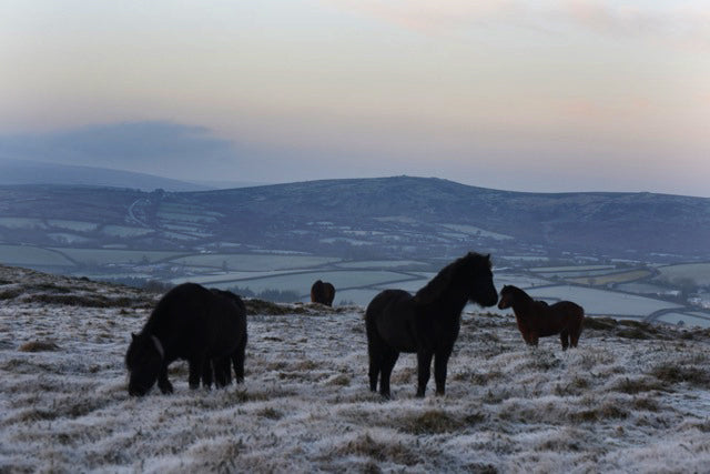 Frosty Morning on Dartmoor