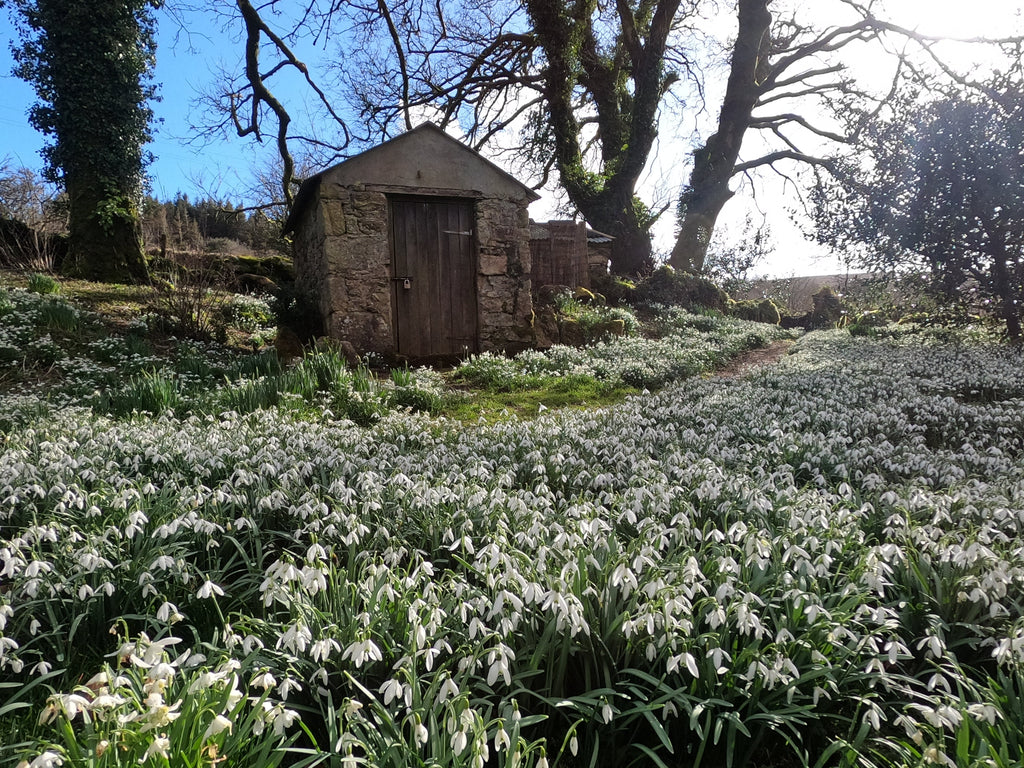 Snowdrops on Dartmoor - Springtime !