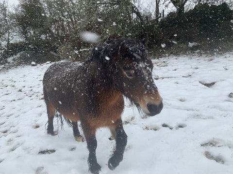 Rainbow Dartmoor Pony in the snow