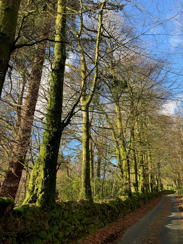 Beautiful winter beech trees standing tall on a Dartmoor lane