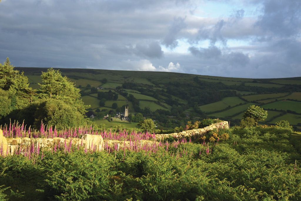 Beautiful vibrant foxgloves above Widecombe-in-the-Moor on Dartmoor