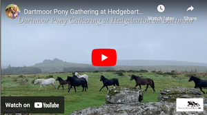 Dartmoor Pony Gathering at Hedgebarton