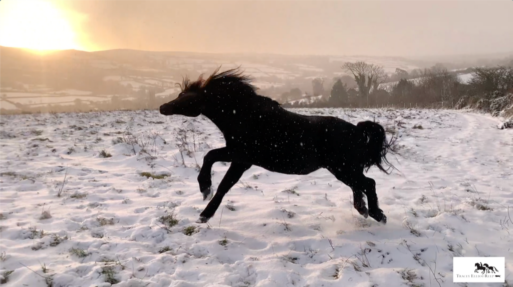 Dartmoor Snow Stallions on Dartmoor