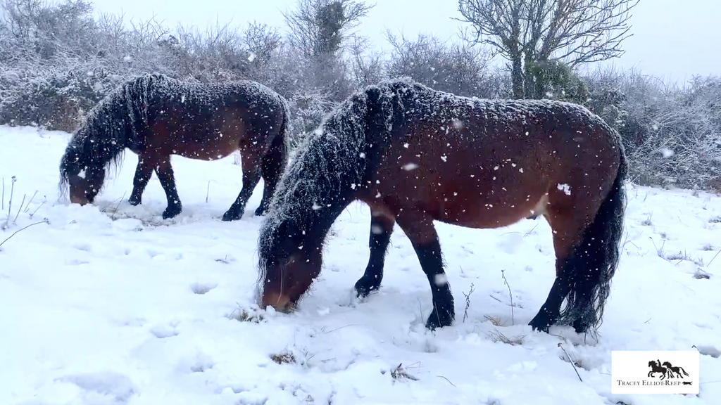 My Dartmoor Pony stallions on Dartmoor recently