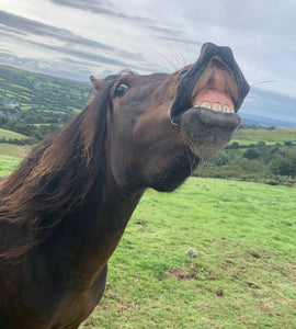 My Dartmoor pony funny faces!