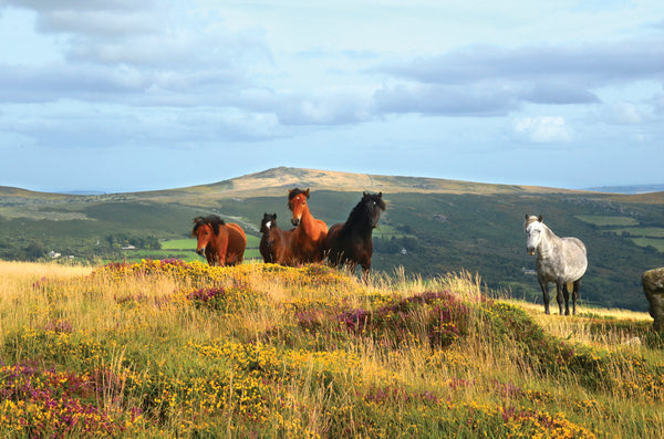 CA025x3 - Dartmoor 2025 Calendar (3 for £30)